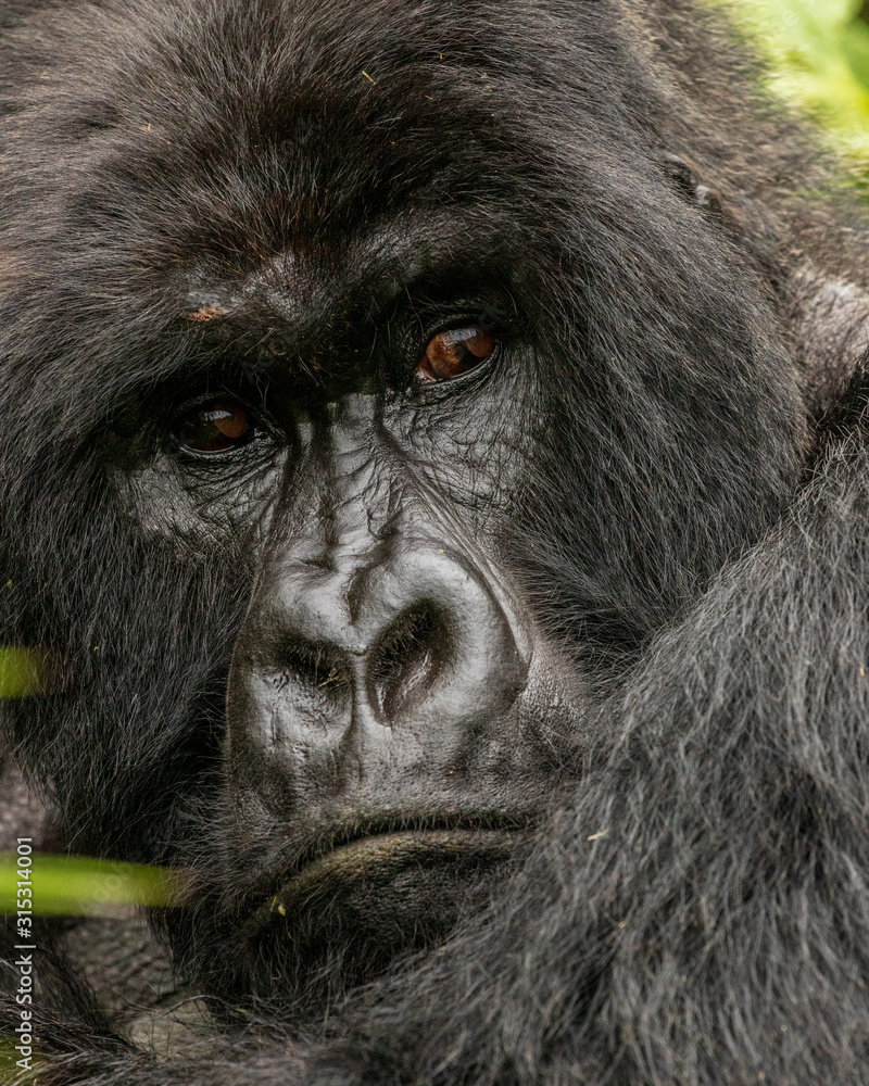 Portrait of a mountain gorilla, silverback, found while tracking gorillas. Close up of face. Africa Portrait of a mountain gorilla, silverback, found while tracking gorillas. Close up of face. Africa