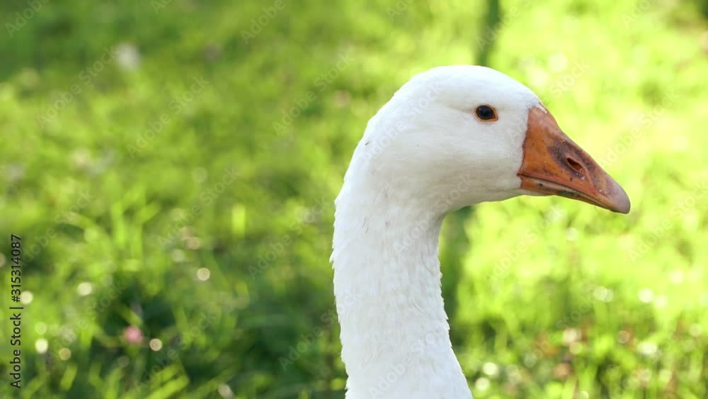 Сlose-up of large white goose head on background of green grass lawn in summer sunset. Concept poultry farming Сlose-up of large white goose head on background of green grass lawn in summer sunset. Concept poultry farming