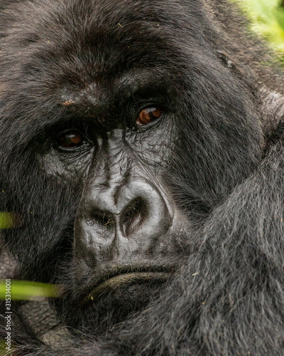 Portrait of a mountain gorilla, silverback, found while tracking gorillas. Close up of face. Africa
