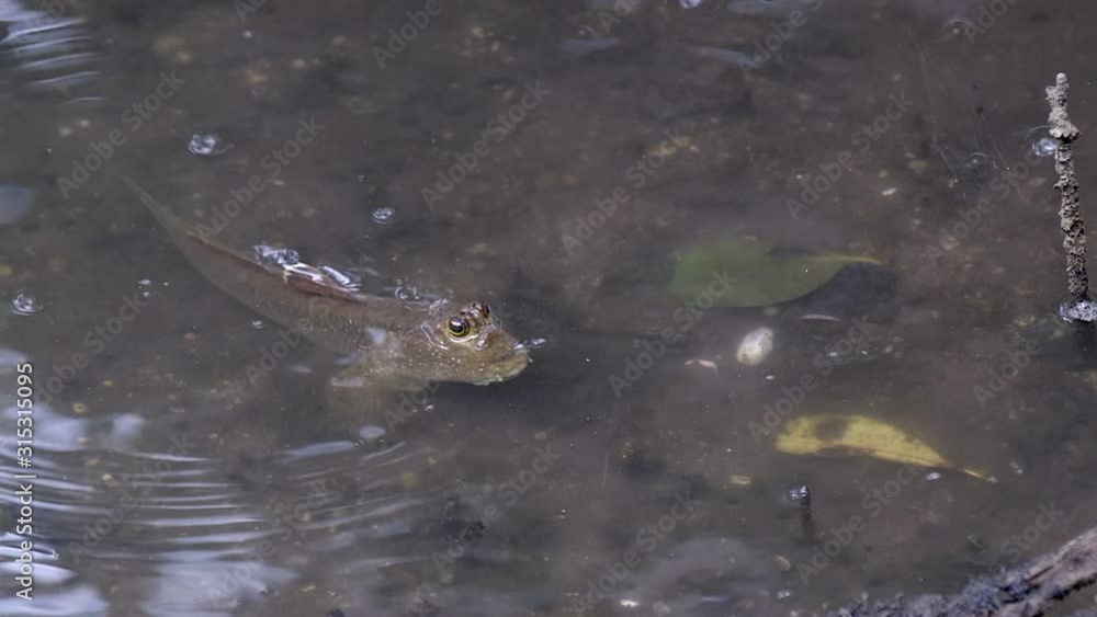 A Mudskipper fish gulping for air using it's mouth with it's bulging eyes peeking out of the water and body submerged - Close up A Mudskipper fish gulping for air using it's mouth with it's bulging eyes peeking out of the water and body submerged - Close up
