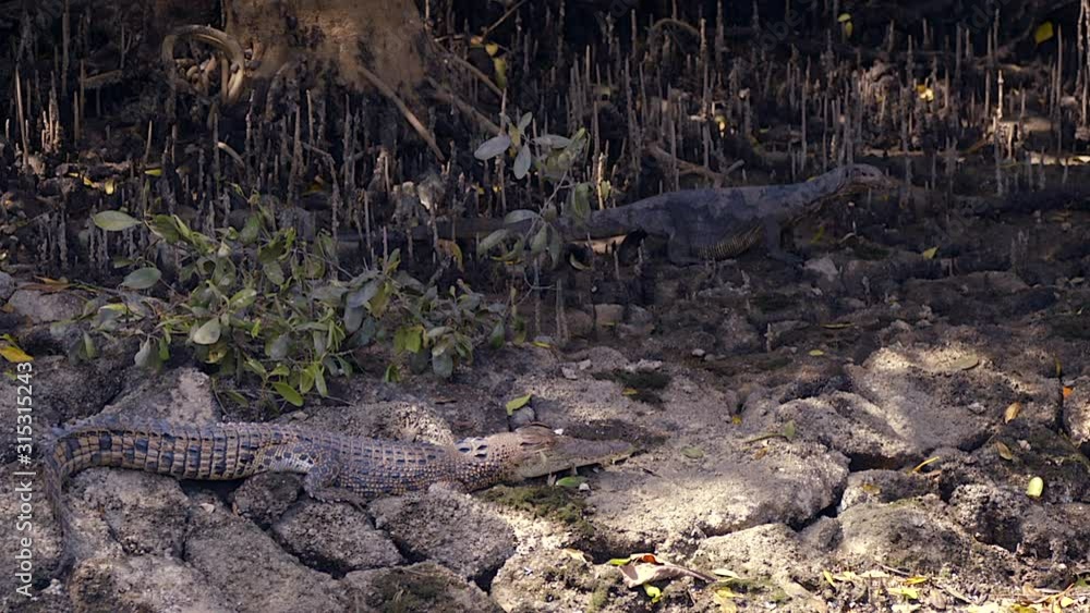 The Monitor Lizard And The Crocodile - A Battle Between The Prey And The Predator - Wide Shot The Monitor Lizard And The Crocodile - A Battle Between The Prey And The Predator - Wide Shot