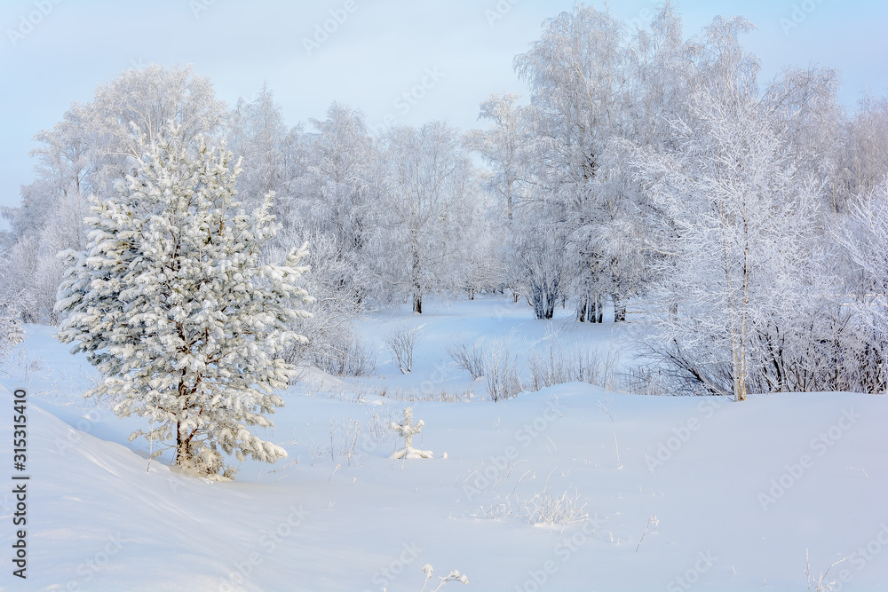 Beauty of nature in winter