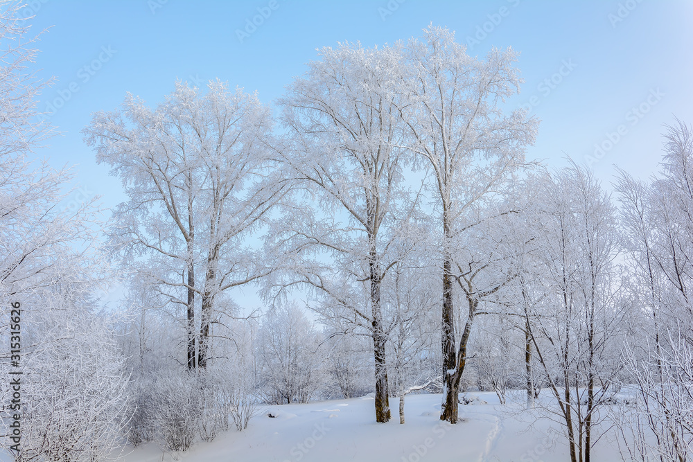 Fototapeta premium Beauty of nature in winter