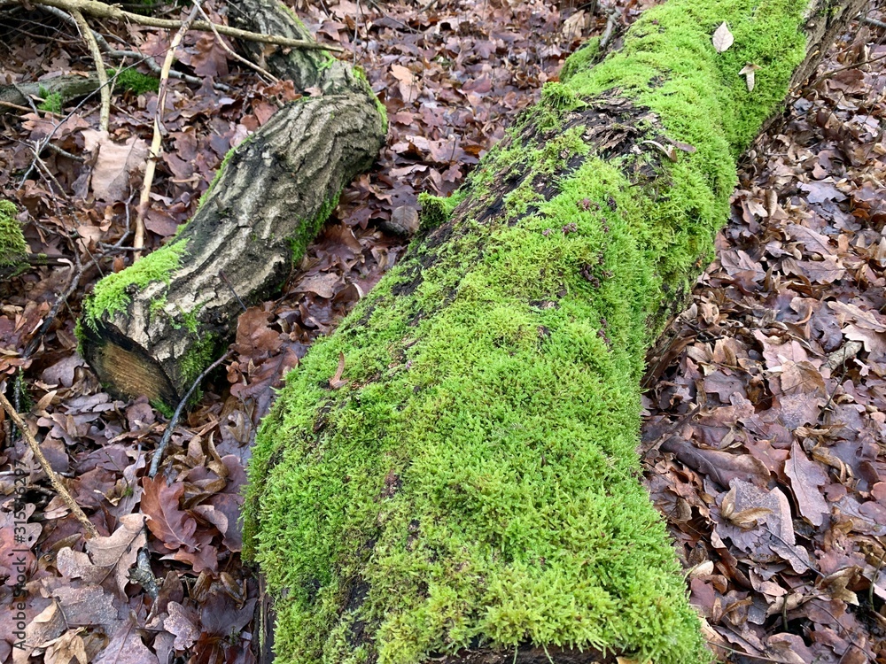 Forest Wood and Leaves