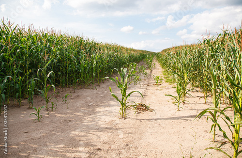 corn field on summer day