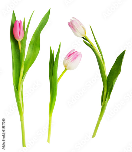 Set of pink and white tulip flowers