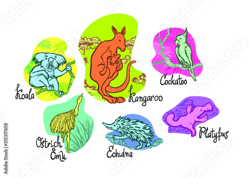 A multicolored set of unique Australian fauna, Koala, Kangaroo, Kakadu, Ostrich Emu, Echidna and the Platypus on a white background, isolated linear graphics, for banners, cards, posters and sites.