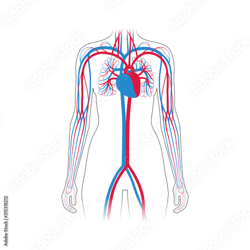 circulatory system anatomy