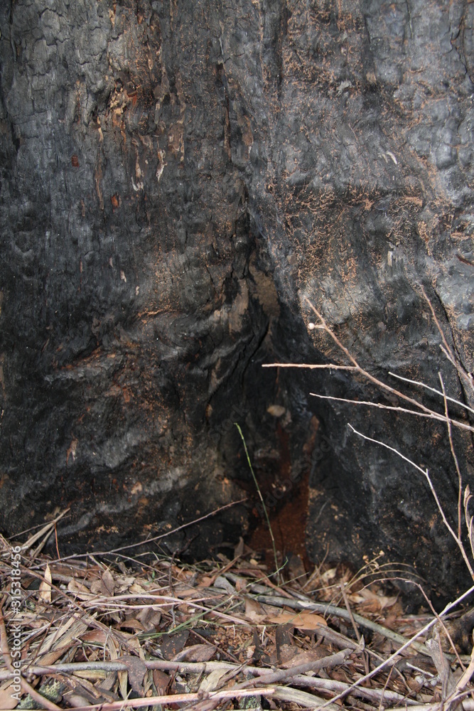 Fototapeta premium Tree trunk