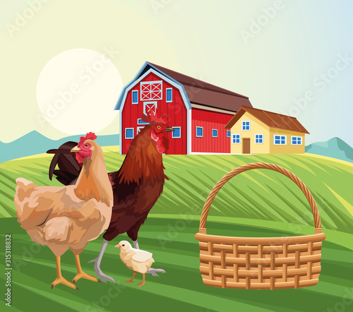 farming hen chicken and rooster barn house sunny day field