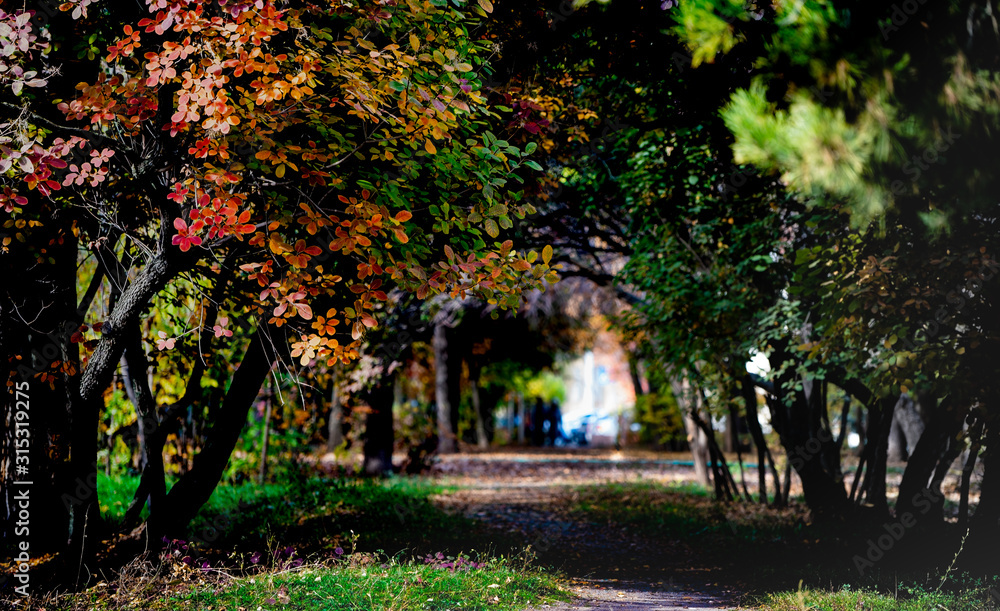  Autumn park full of various bright colors of the past summer