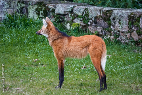 Side view of a Maned wolf on grassy grounds of Sanctuary Caraça, stone wall in background, Minas Gerais, Brazil photo