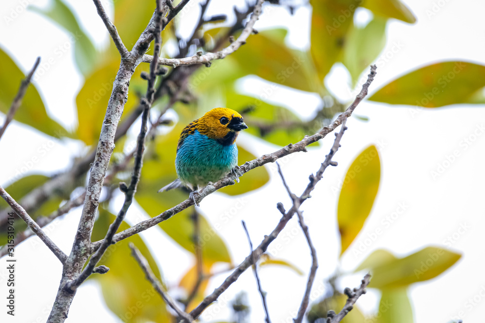 Small colorful Gilt-edged tanager perched on a tiny branch against leafy background, Caraca natural park, Minas Gerais, Brazil Small colorful Gilt-edged tanager perched on a tiny branch against leafy background, Caraca natural park, Minas Gerais, Brazil