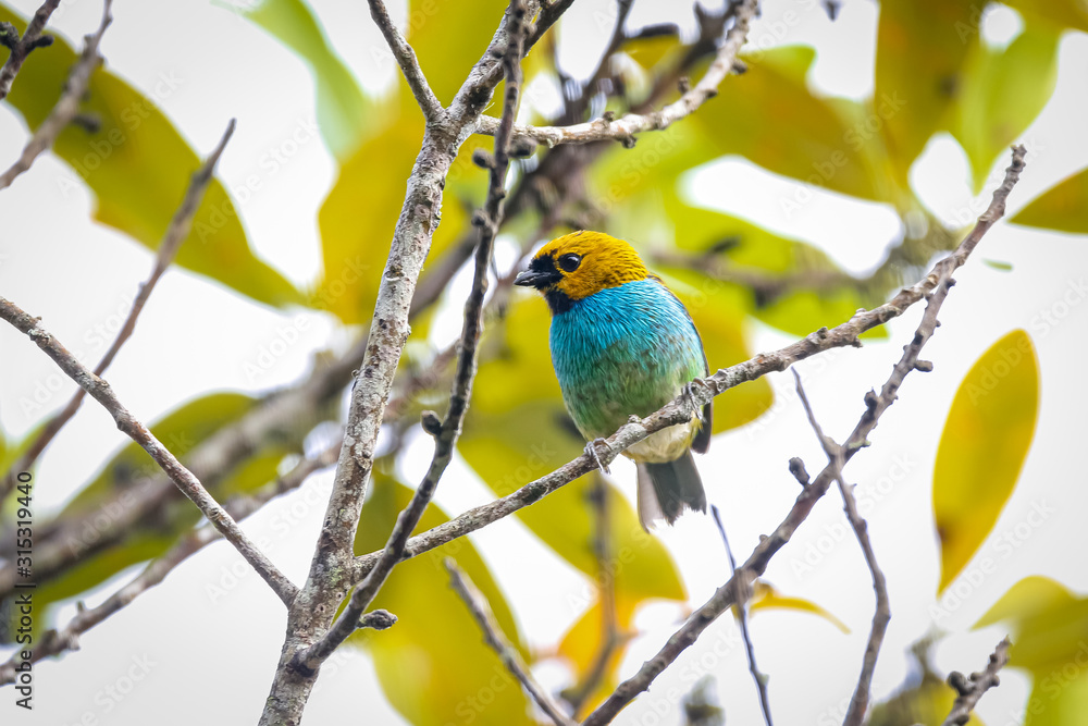 Small colorful Gilt-edged tanager perched on a tiny branch against leafy background, Caraca natural park, Minas Gerais, Brazil Small colorful Gilt-edged tanager perched on a tiny branch against leafy background, Caraca natural park, Minas Gerais, Brazil