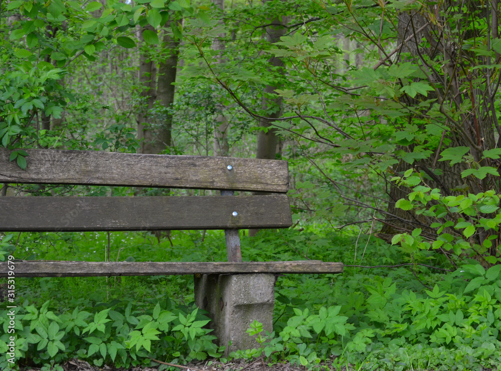 Holzbank am Weg vor Laubwald ( Bank halb im Bild ) Holzbank am Weg vor Laubwald ( Bank halb im Bild )