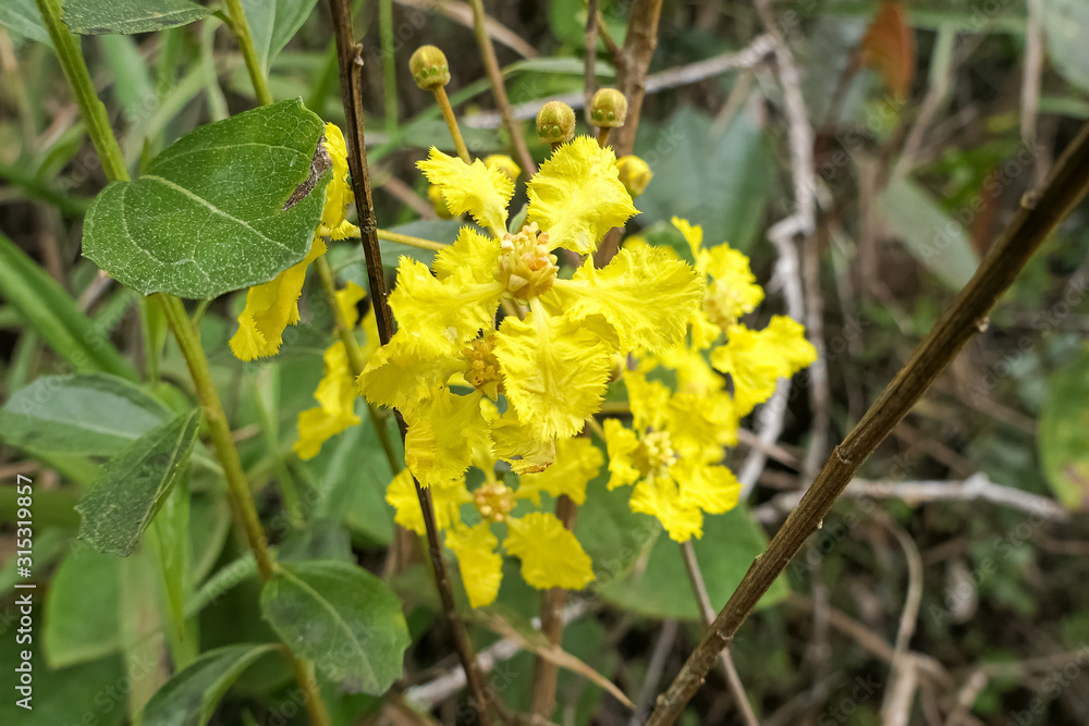 Close up of yellow blossoms against green leaved background, Caraca natural park, Minas Gerais, Brazil Close up of yellow blossoms against green leaved background, Caraca natural park, Minas Gerais, Brazil