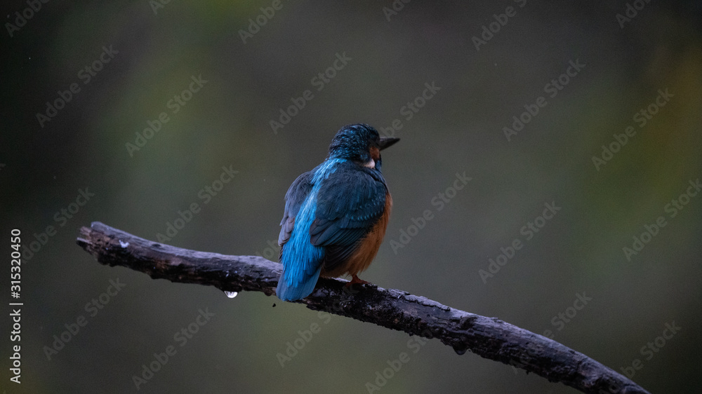 Fototapeta premium Martin Pescatore a caccia