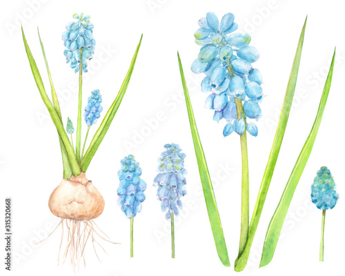 Watercolor hand drawn wild spring meadow flowers set with muscari  wild hyacinth  isolated on white background  goor for card  invitation  pattern  decoration etc.