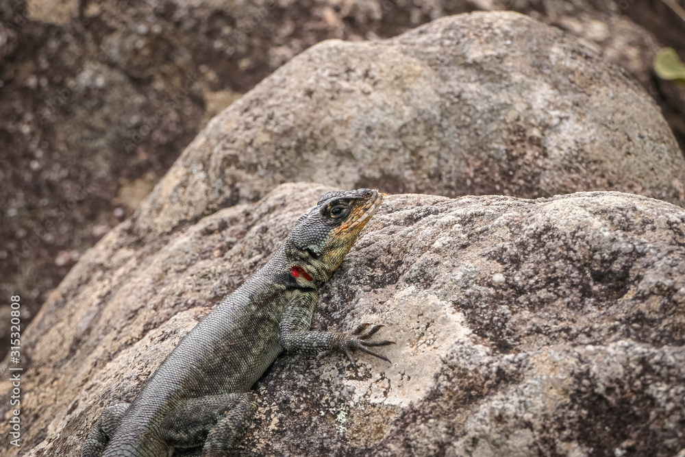 Lizard on a gray rock, Caraca natural park, Minas Gerais, Brazil, Caraca natural park Lizard on a gray rock, Caraca natural park, Minas Gerais, Brazil, Caraca natural park