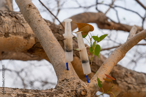injecting treatment for tree to save trees.