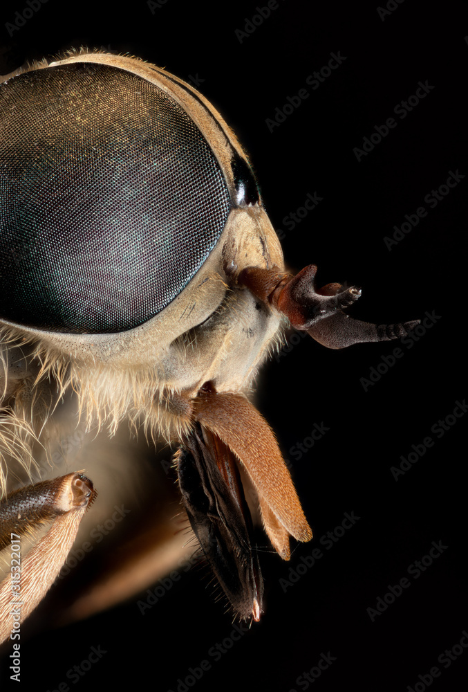 Fototapeta premium taon de profil en focus stacking 5X