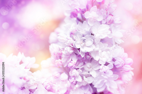 Dreamy pink blurred bokeh backgound, lilac flowers close-up. Mother's day, Valentine's day or Women's day greeting card