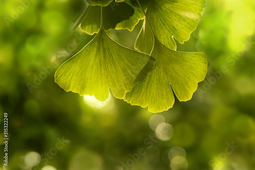 Green ginko biloba leaves in a sunlight