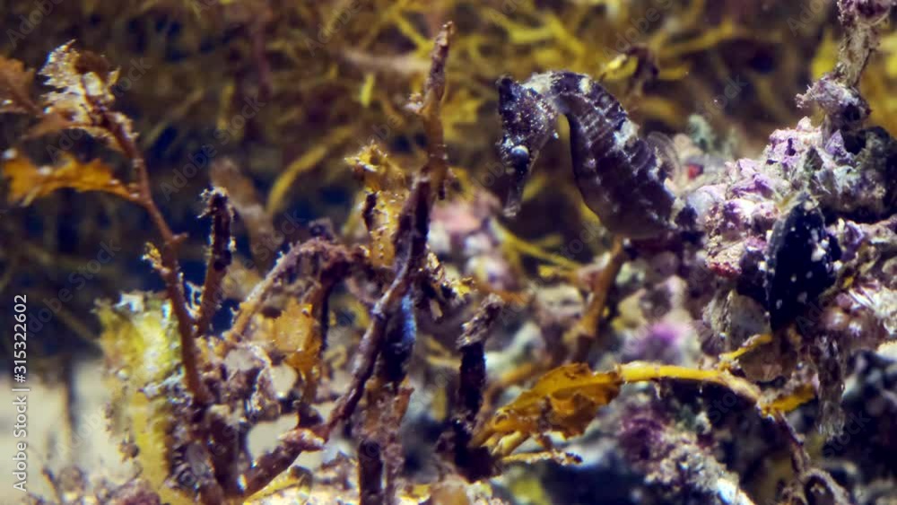 Seahorses in an aquarium looking around Seahorses in an aquarium looking around