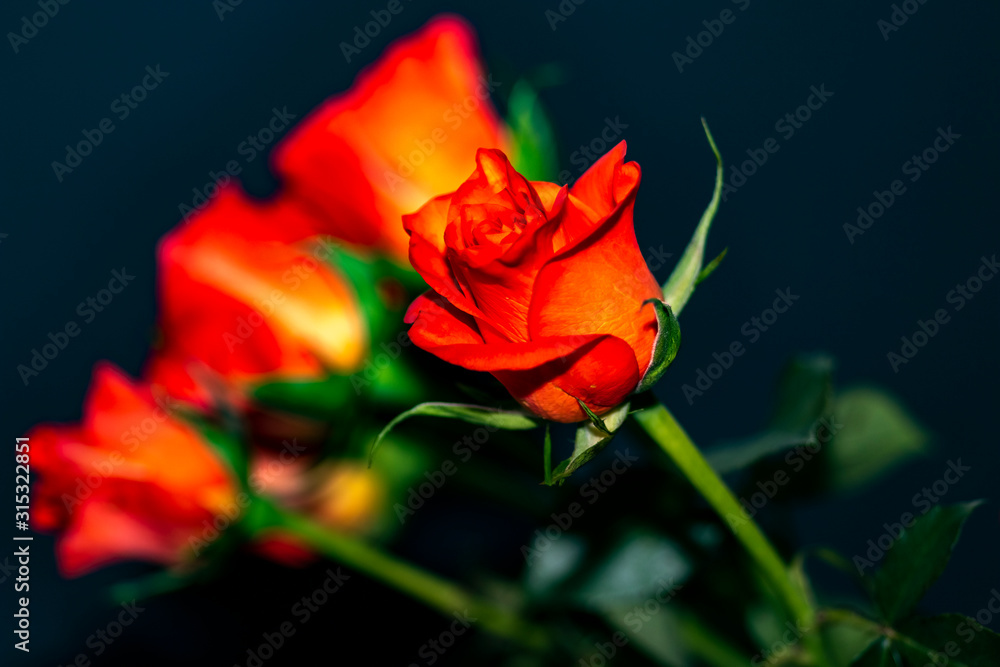 Fototapeta premium Red rose petals against dark background.
