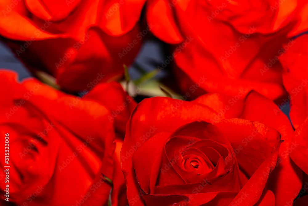 Naklejka premium Red rose petals against dark background.
