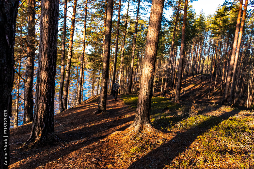 Fototapeta premium Walk through a forest near a lake on a sunny spring day in Varmland / Sweden.