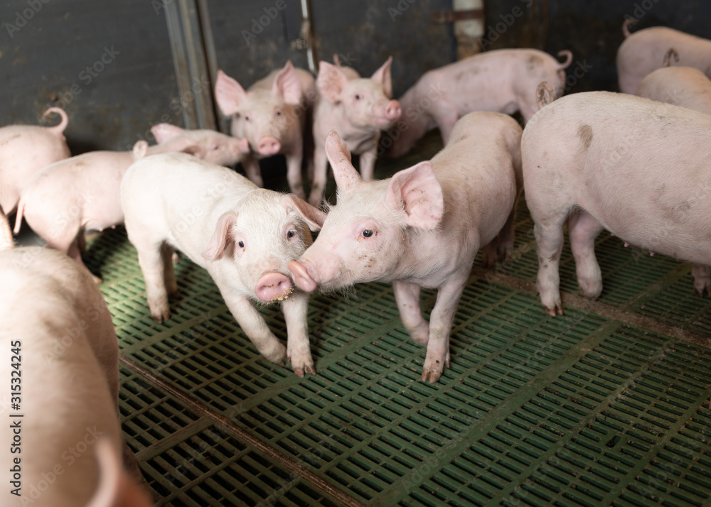junge Schweine in Gruppenhaltung, Schweinestall junge Schweine in Gruppenhaltung, Schweinestall