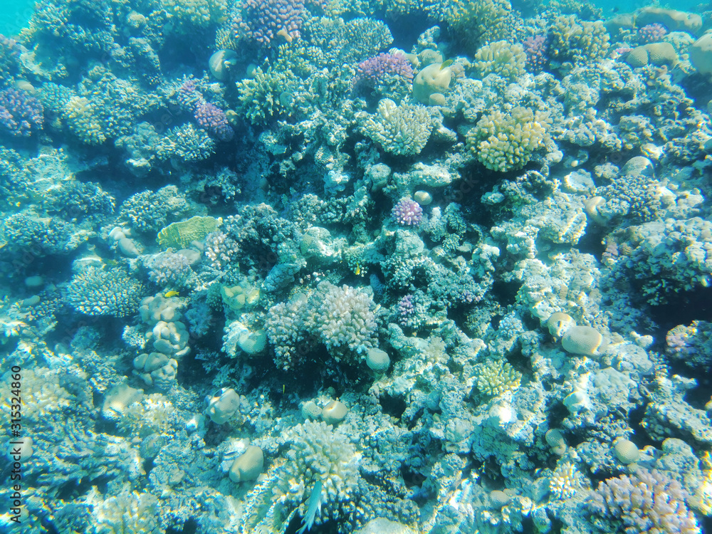 Fototapeta premium coral reef in Red Sea