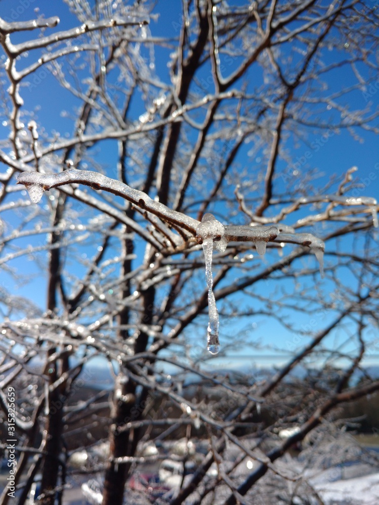 Frozen tree branch with piece of ice and hanging on branch with lush blue sky in the background of Ushuaia city, Argentina - Patagonia Frozen tree branch with piece of ice and hanging on branch with lush blue sky in the background of Ushuaia city, Argentina - Patagonia