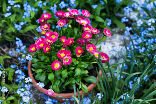 Wallpaper Mural Beautiful garden daisies in flower pot outdoors Torontodigital.ca