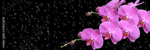 pink orchid  with drop long