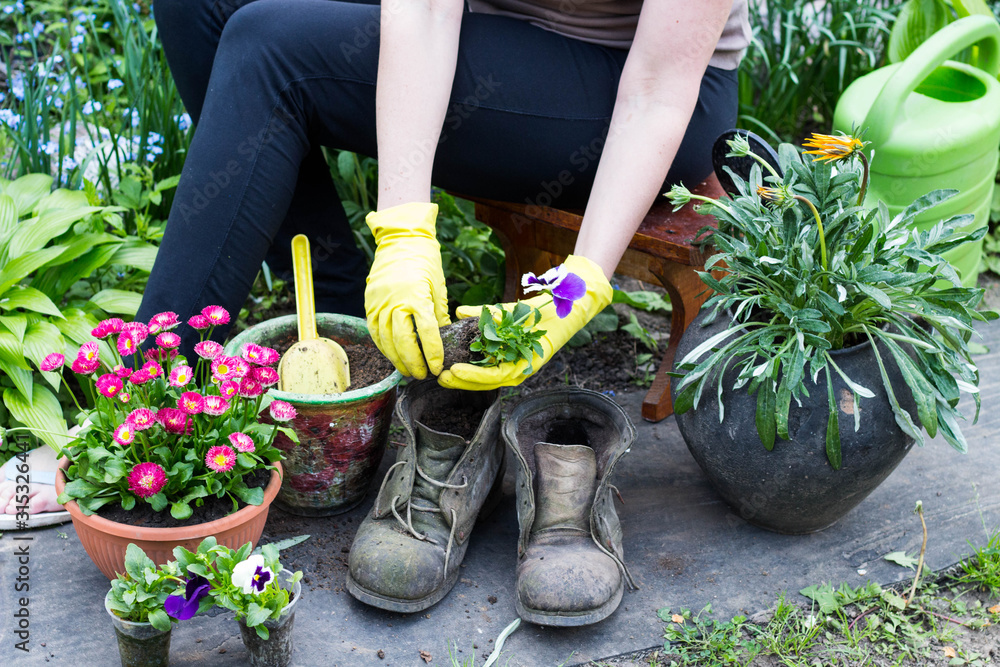 Fototapeta premium Hands of a woman gardener replant flowers in pots and old retro boots