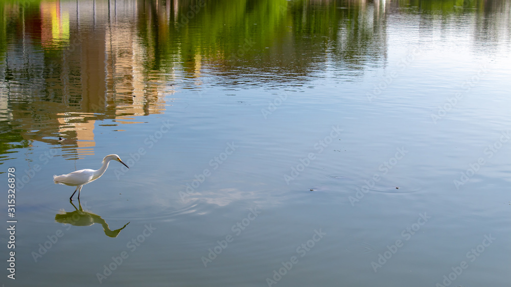  white egret fishing in the lake and its reflection reflected in the water
