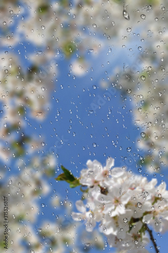 white flowers to cherries
