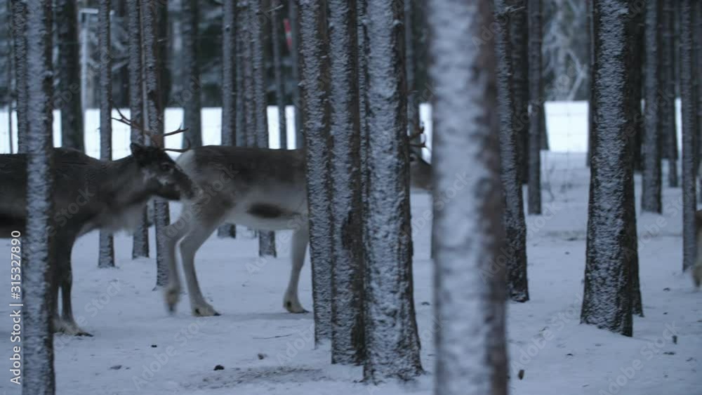 Two noble deer move and stop in a dense pine forest at a road in snowy Finland Two noble deer move and stop in a dense pine forest at a road in snowy Finland