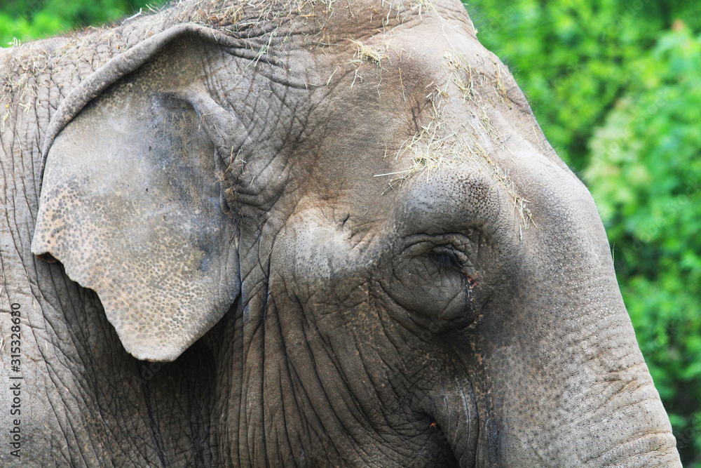 small elephant from africa small elephant from africa
