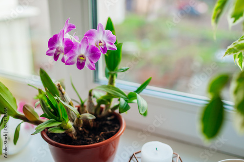 Dendrobium orchid. Home plants growing on window sill. Greenery interior decor with flowers
