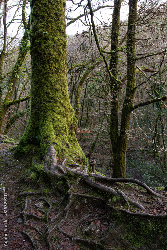 Fototapeta premium Cardinham woods in central Cornwall 