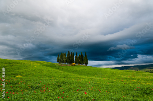Zypressen auf einem Feld in der Toskana