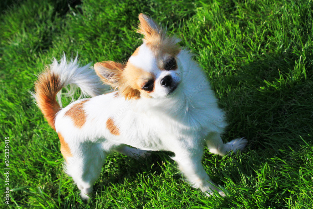 young chihuahua in the grass young chihuahua in the grass