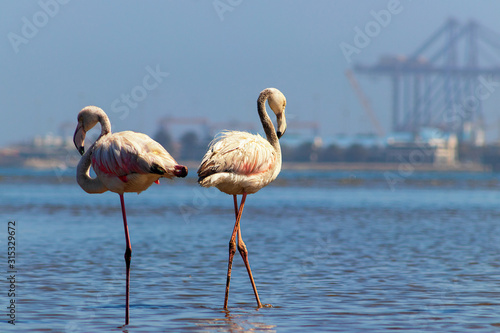 Wild african birds. Two birds of pink african flamingos  walking around the blue lagoon on a sunny day