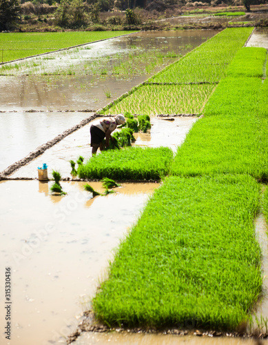 Rice field. India farmers grow fig. Rhys plantations