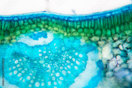 Cross-section leaf Plant of under the microscope for classroom education. photo