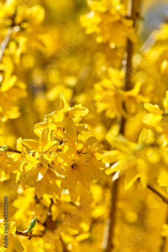 A beuatifully and intensely blooming bright yellow forsythia close-up in springtime. Seen in Nuremberg, Germany, April 2019 photo