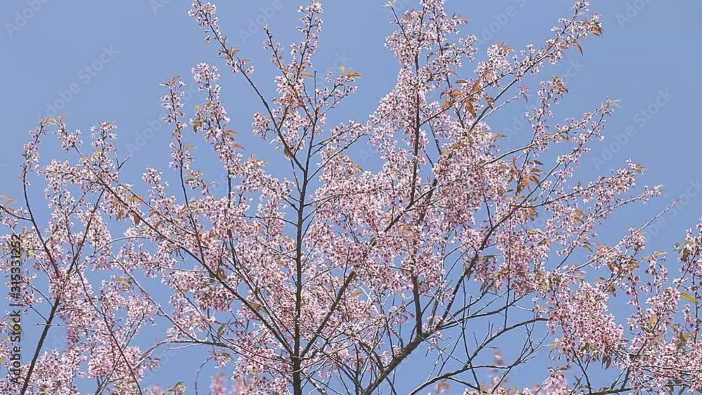 Closeup of Wild Himalayan Cherry (Prunus cerasoides) at Chiang Mai, Thailand. Closeup of Wild Himalayan Cherry (Prunus cerasoides) at Chiang Mai, Thailand.